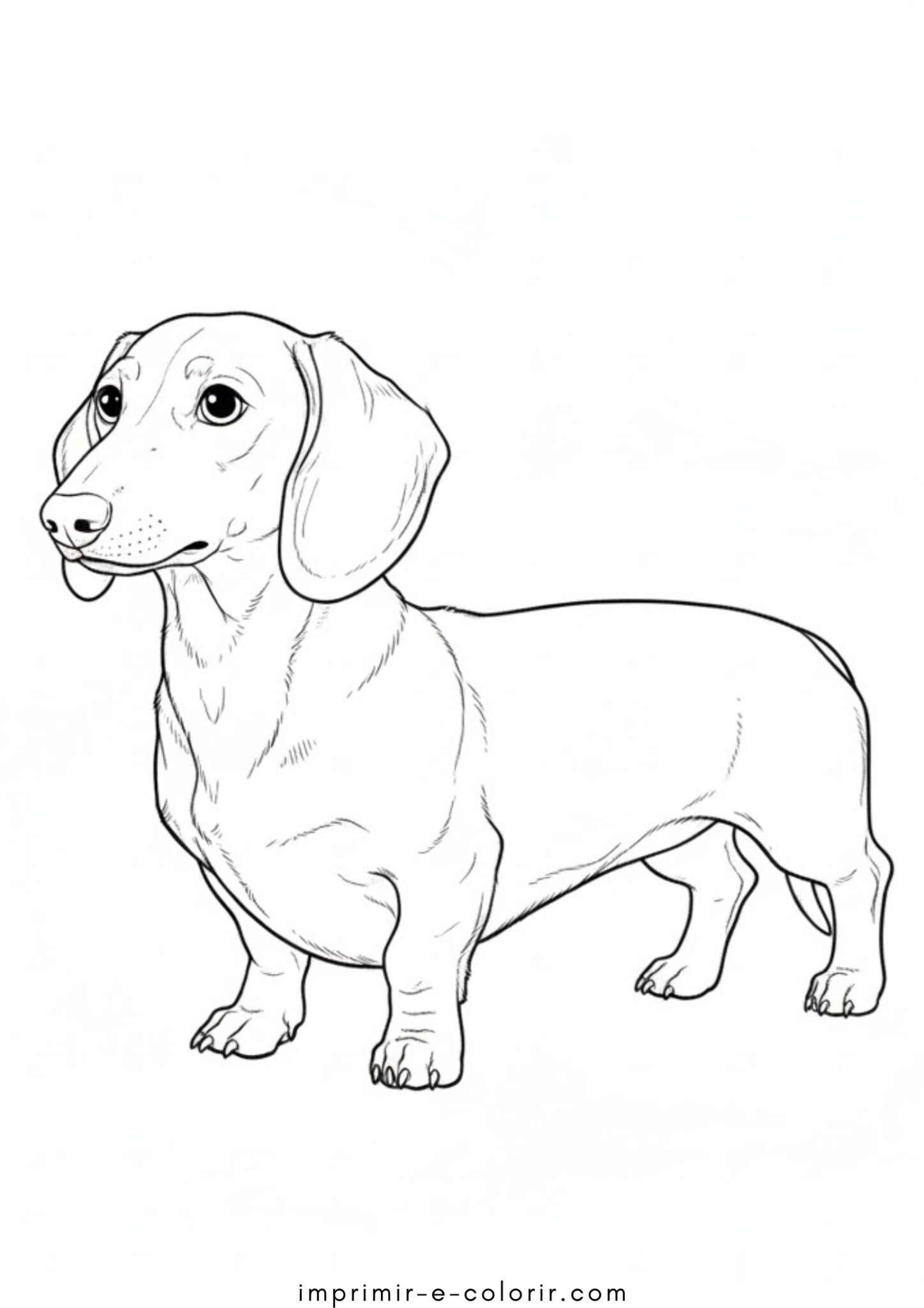 Desenho de Cão Dachshund para colorir e imprimir