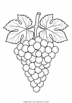 Frutas vermelhas – Uvas 🍇