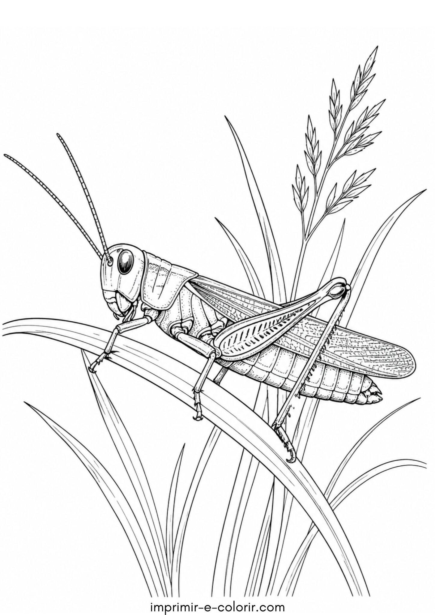 Desenho de Grilo realista