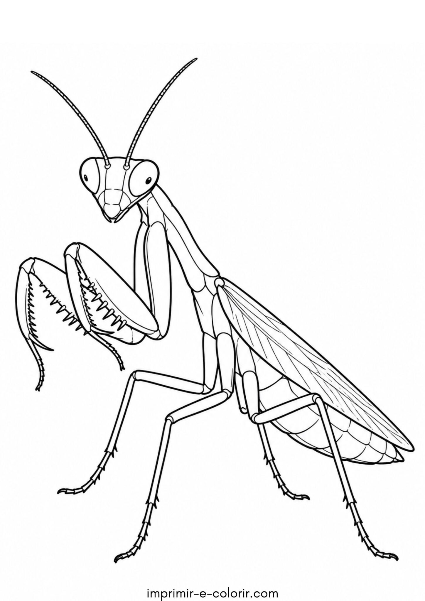 Desenho de Louva-a-deus