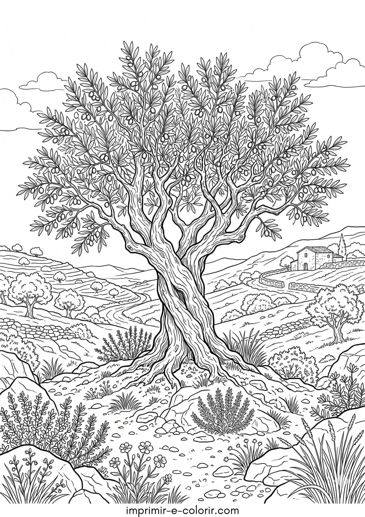 Desenho de Oliveira para colorir e imprimir