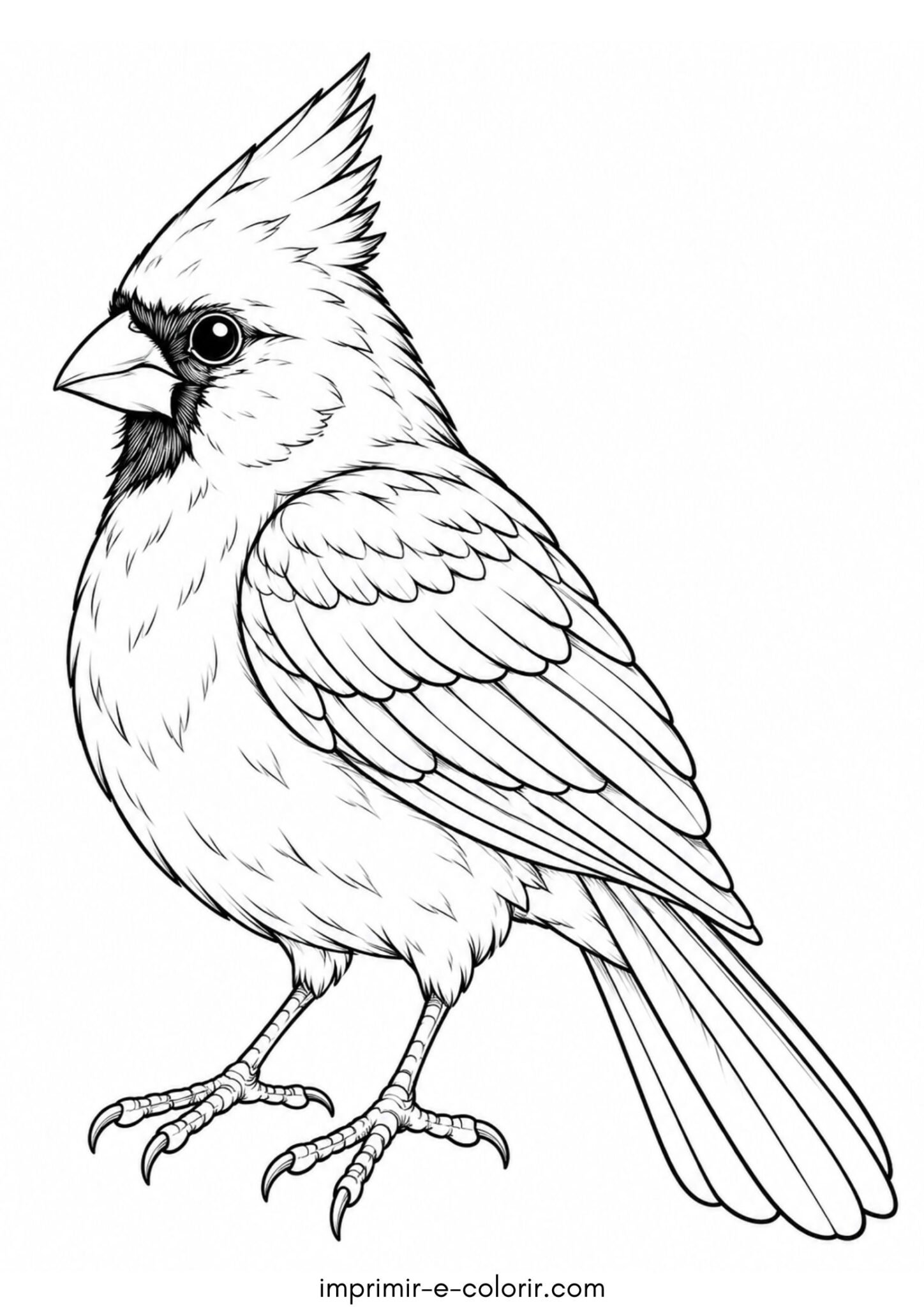 Desenho de Pássaro – Cardeal