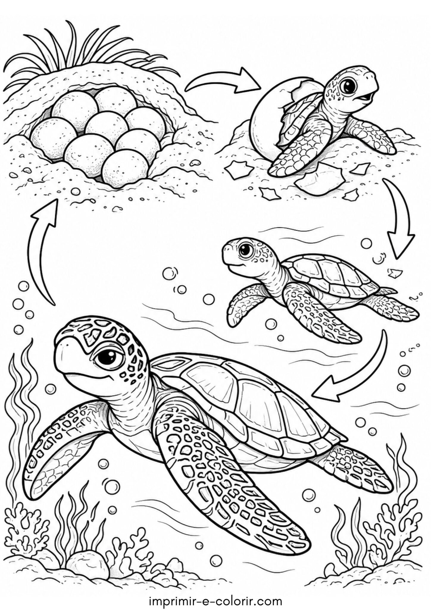Desenho de Desenho pedagógico: ciclo de vida da tartaruga marinha (ovo, filhote, juvenil e adulto)