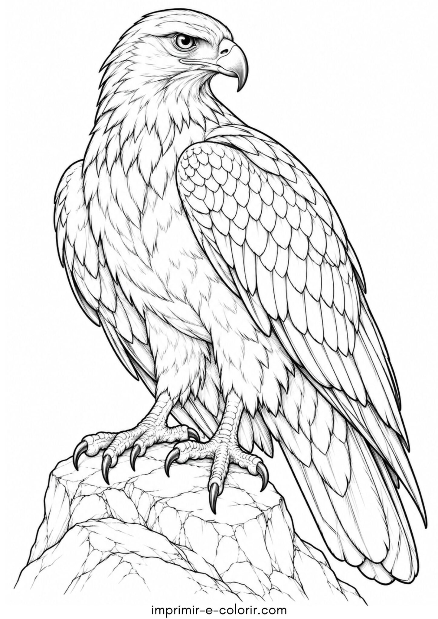 Desenho de Pássaro – Gavião